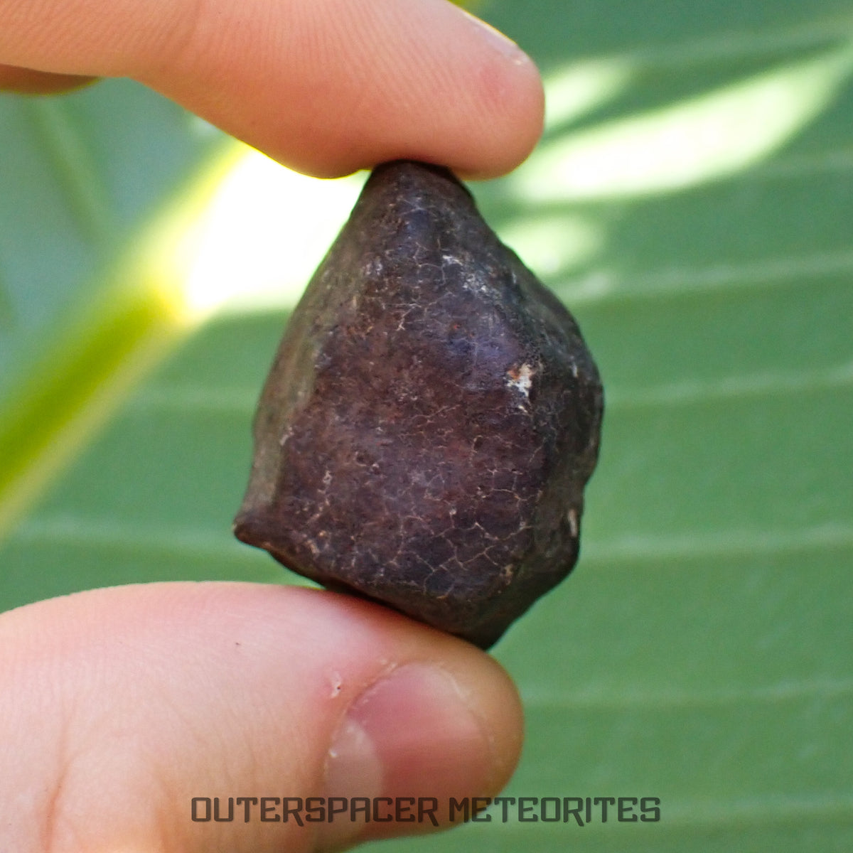 Hammadah al Hamra 346 (aka. Ghadamis) - L6 Ordinary Chondrite - Complete Individual - 22.55g - Libya