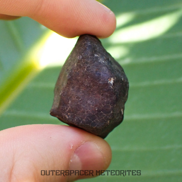 Hammadah al Hamra 346 (aka. Ghadamis) - L6 Ordinary Chondrite - Complete Individual - 22.55g - Libya