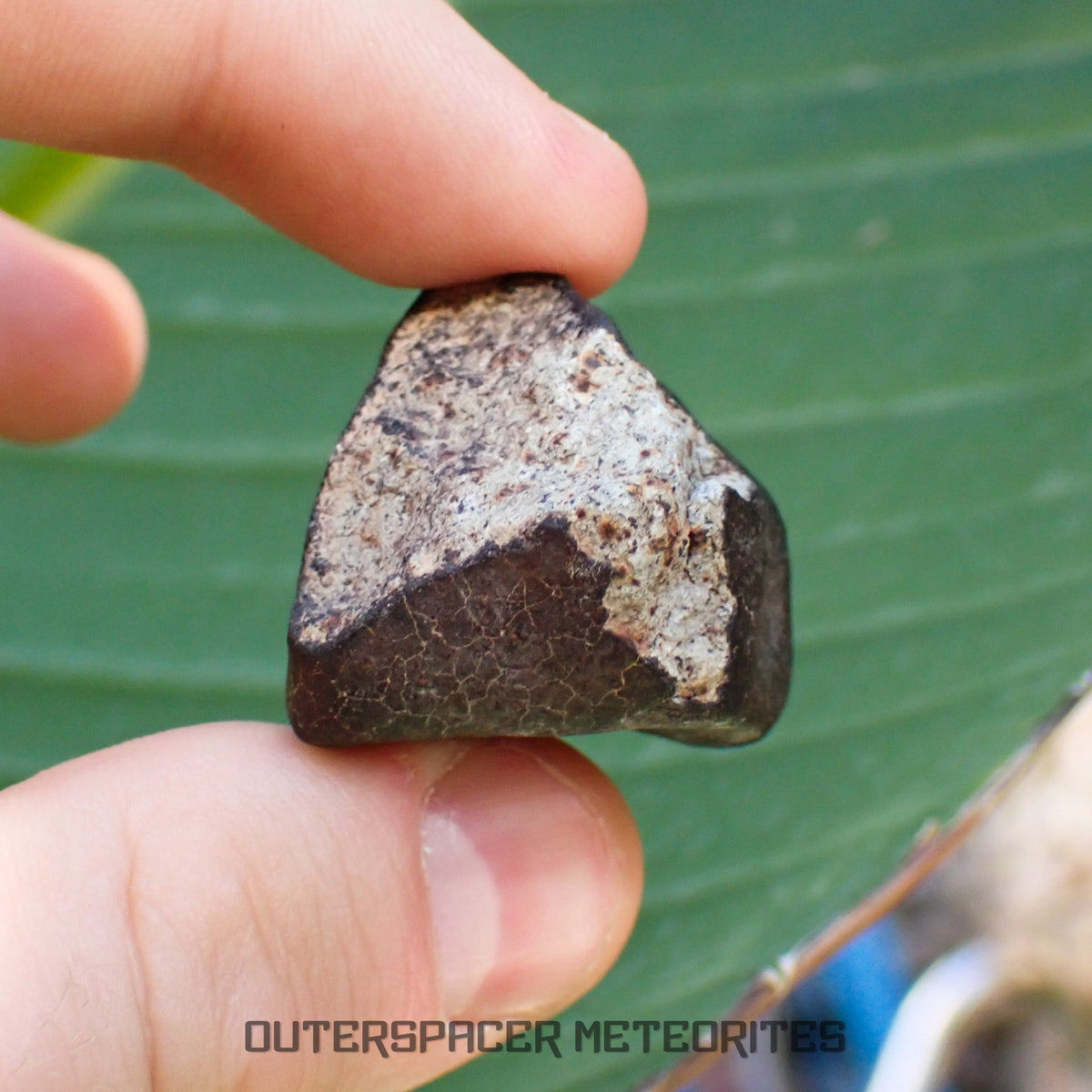 Hammadah al Hamra 346 (aka. Ghadamis) - L6 Ordinary Chondrite - Complete Individual - 34.45g - Libya