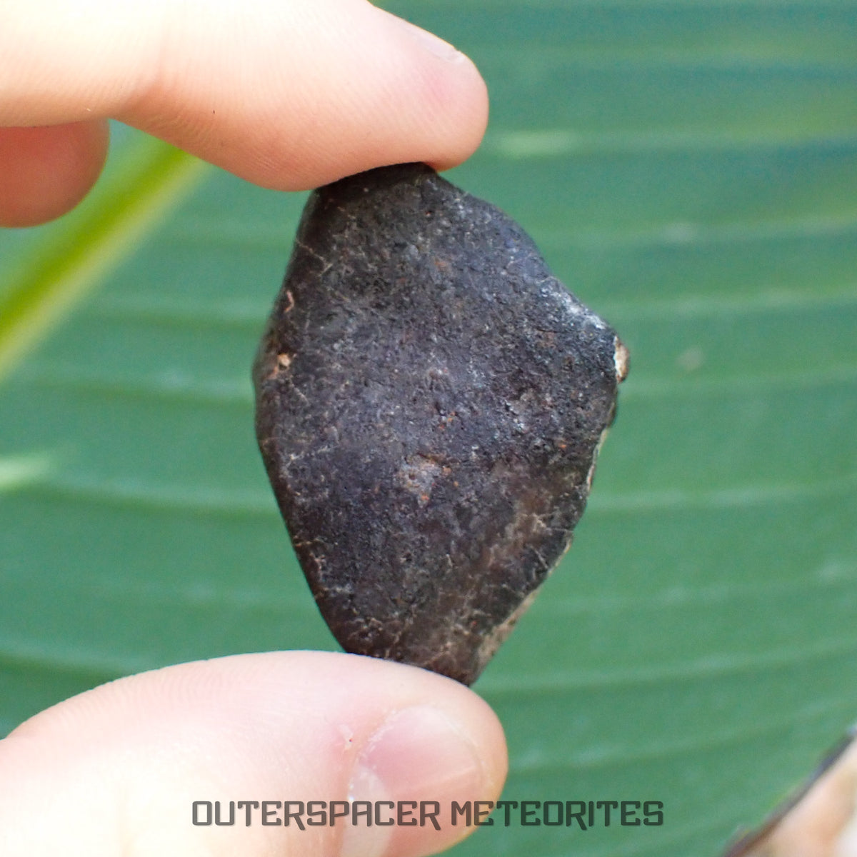 Hammadah al Hamra 346 (aka. Ghadamis) - L6 Ordinary Chondrite - Complete Individual - 34.45g - Libya