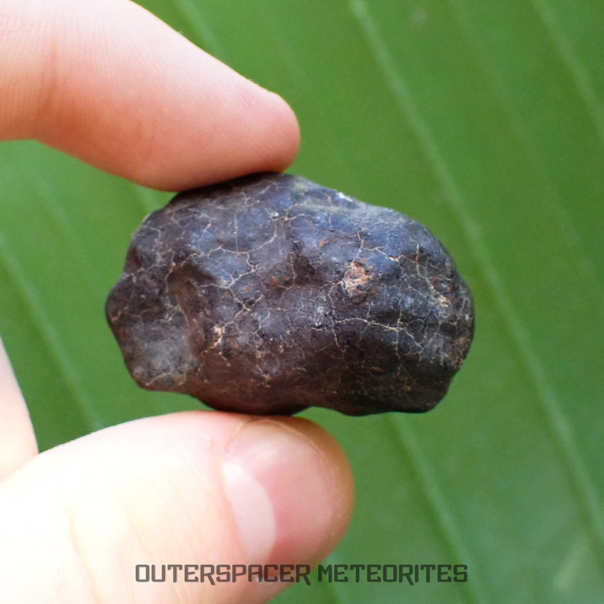 Hammadah al Hamra 346 (aka. Ghadamis) - L6 Ordinary Chondrite - Complete Individual - 35.7g - Libya