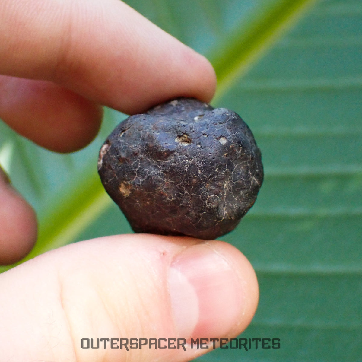 Hammadah al Hamra 346 (aka. Ghadamis) - L6 Ordinary Chondrite - Complete Individual - 35.7g - Libya