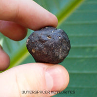 Hammadah al Hamra 346 (aka. Ghadamis) - L6 Ordinary Chondrite - Complete Individual - 35.7g - Libya