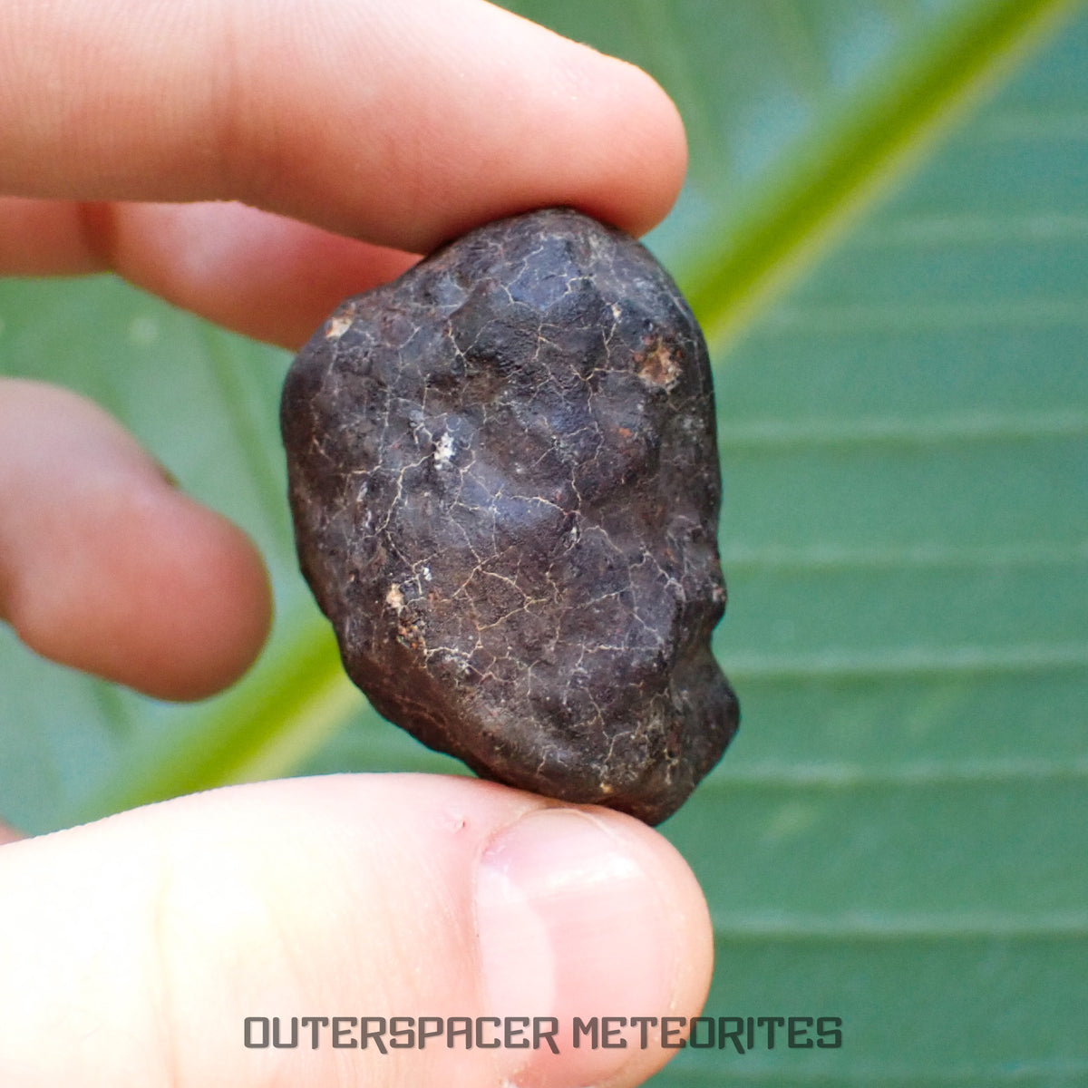 Hammadah al Hamra 346 (aka. Ghadamis) - L6 Ordinary Chondrite - Complete Individual - 35.7g - Libya