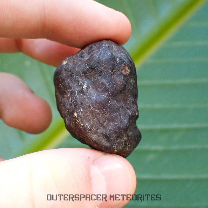 Hammadah al Hamra 346 (aka. Ghadamis) - L6 Ordinary Chondrite - Complete Individual - 35.7g - Libya
