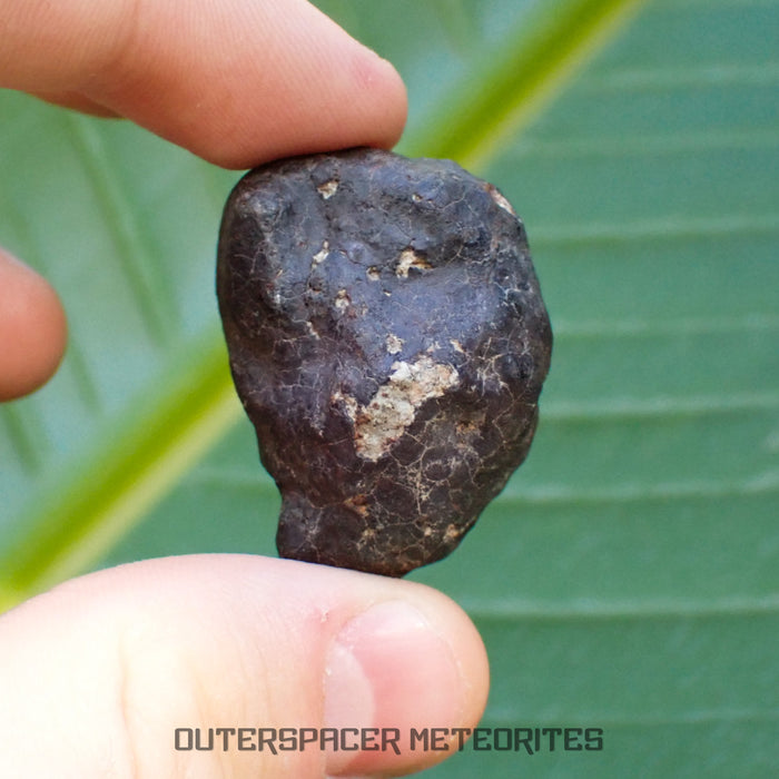 Hammadah al Hamra 346 (aka. Ghadamis) - L6 Ordinary Chondrite - Complete Individual - 35.7g - Libya