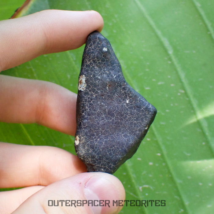 Hammadah al Hamra 346 (aka. Ghadamis) - L6 Ordinary Chondrite - Complete Individual - 43.65g - Libya