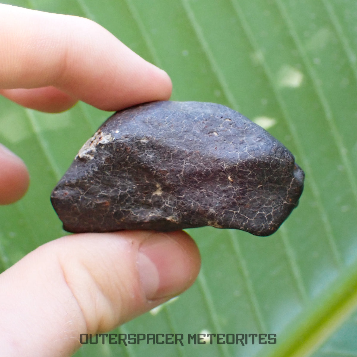 Hammadah al Hamra 346 (aka. Ghadamis) - L6 Ordinary Chondrite - Complete Individual - 86.8g - Libya