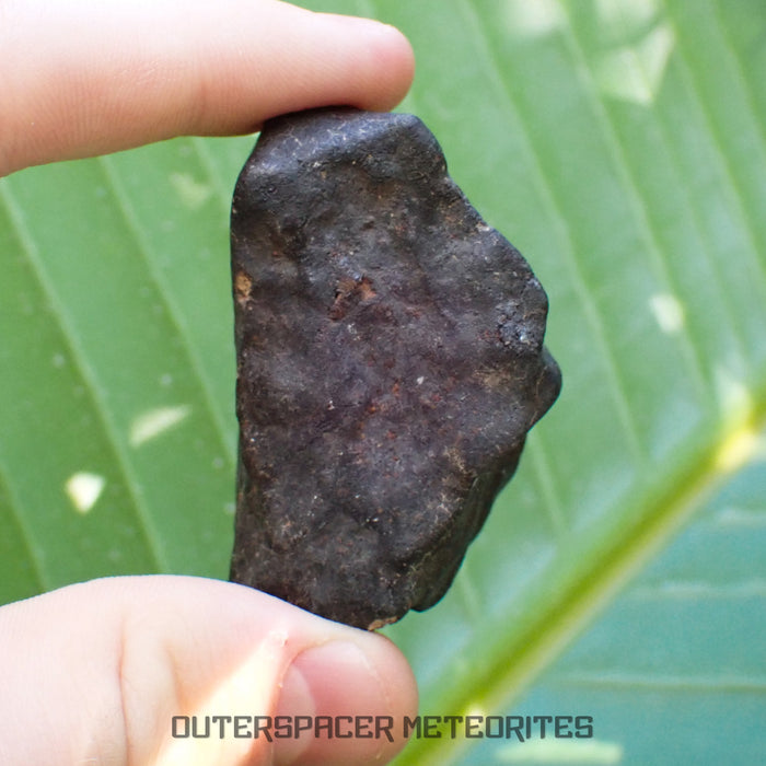 Hammadah al Hamra 346 (aka. Ghadamis) - L6 Ordinary Chondrite - Complete Individual - 86.8g - Libya