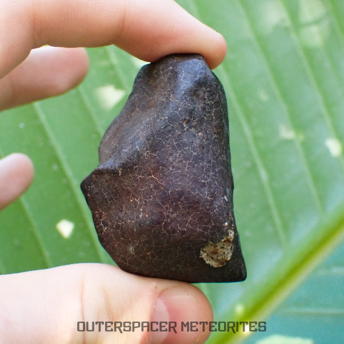Hammadah al Hamra 346 (aka. Ghadamis) - L6 Ordinary Chondrite - Complete Individual - 86.8g - Libya