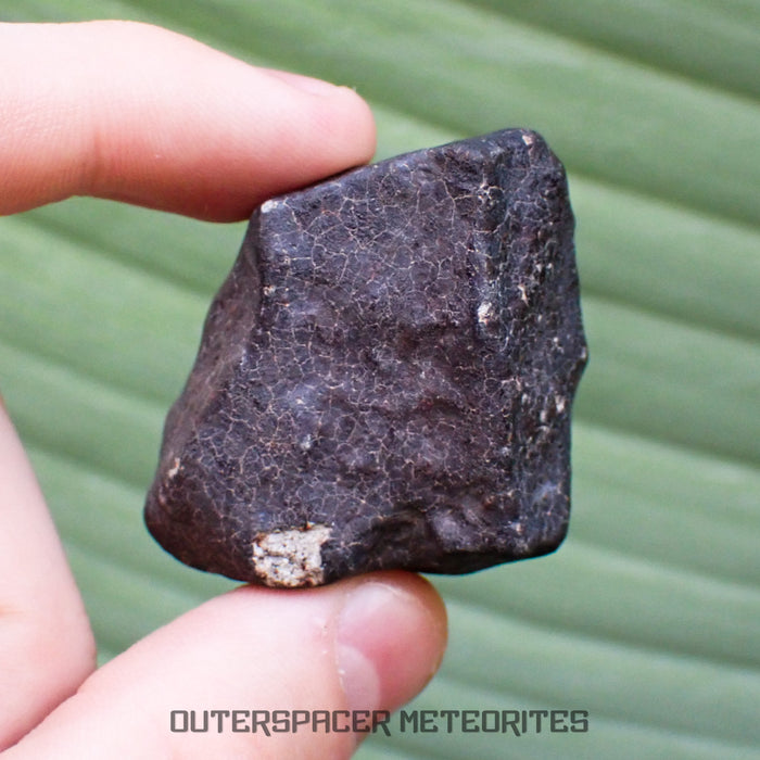 Hammadah al Hamra 346 (aka. Ghadamis) - L6 Ordinary Chondrite - Complete Individual - 61.2g - Libya