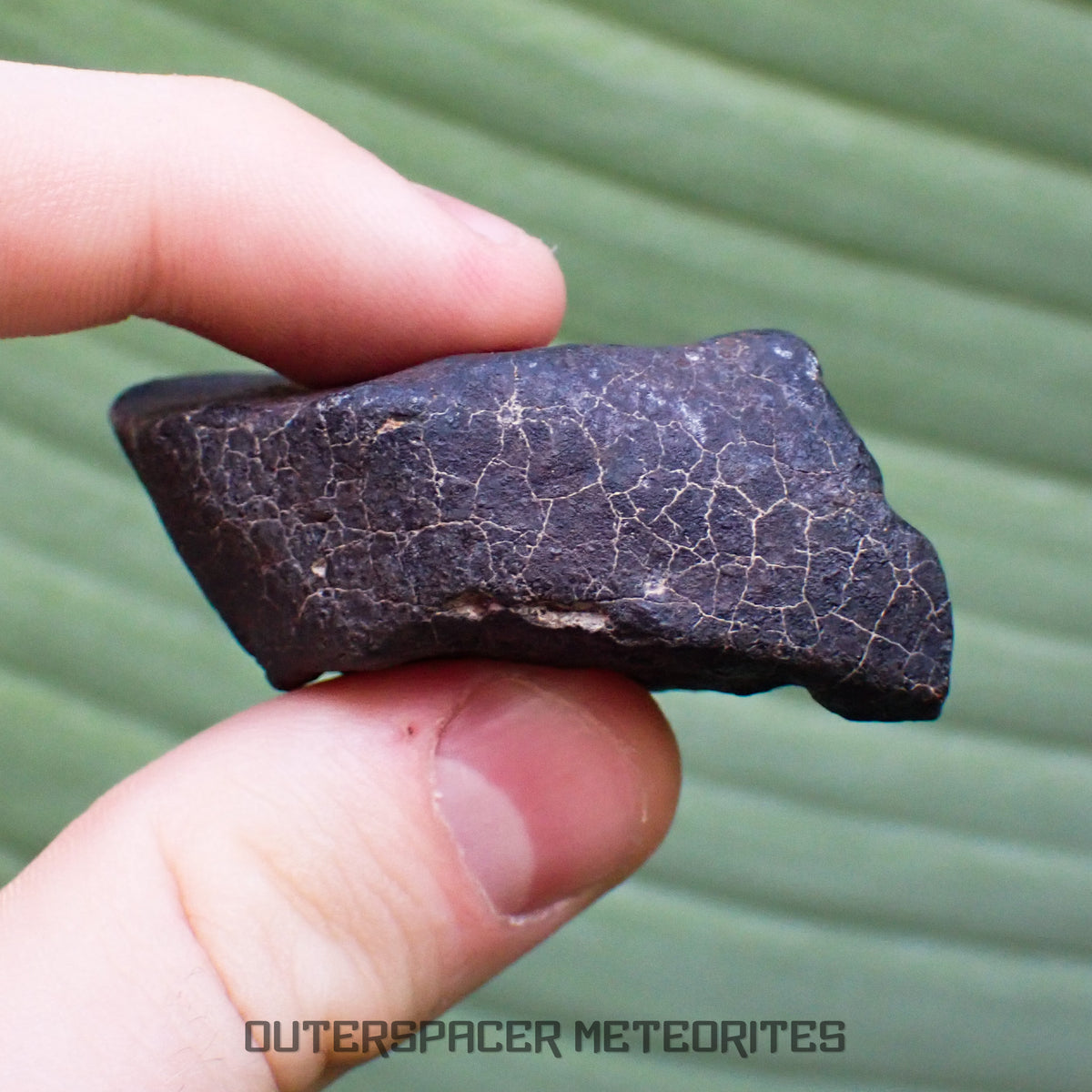 Hammadah al Hamra 346 (aka. Ghadamis) - L6 Ordinary Chondrite - Complete Individual - 75.55g - Libya