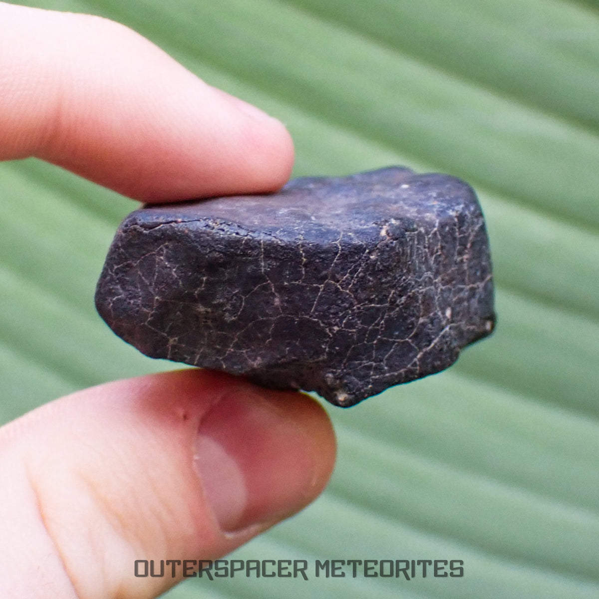 Hammadah al Hamra 346 (aka. Ghadamis) - L6 Ordinary Chondrite - Complete Individual - 75.55g - Libya