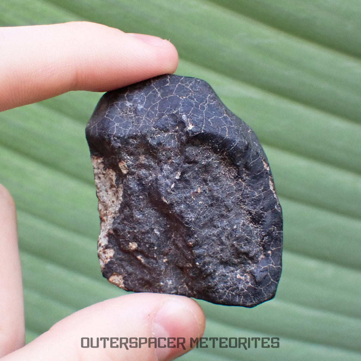 Hammadah al Hamra 346 (aka. Ghadamis) - L6 Ordinary Chondrite - Complete Individual - 75.55g - Libya