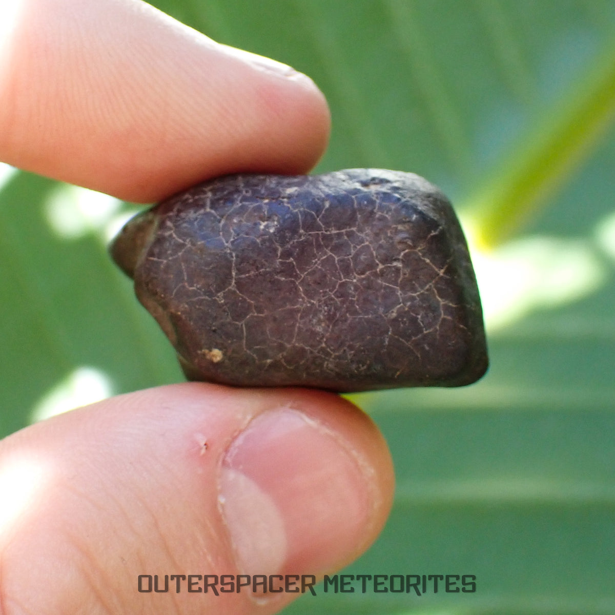 Hammadah al Hamra 346 (aka. Ghadamis) - L6 Ordinary Chondrite - Complete Individual - 19.75g - Libya