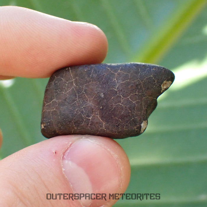 Hammadah al Hamra 346 (aka. Ghadamis) - L6 Ordinary Chondrite - Complete Individual - 19.75g - Libya