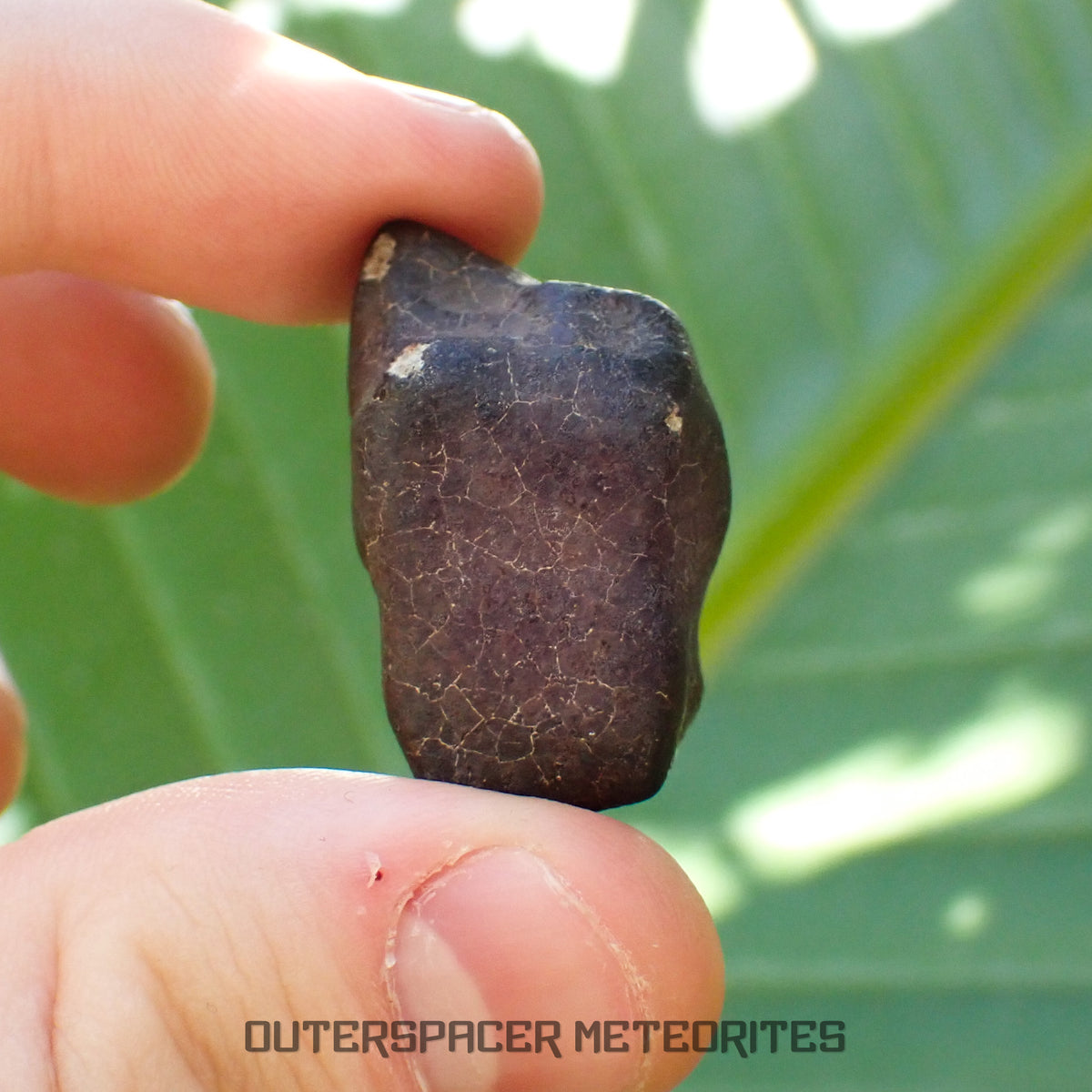Hammadah al Hamra 346 (aka. Ghadamis) - L6 Ordinary Chondrite - Complete Individual - 19.75g - Libya