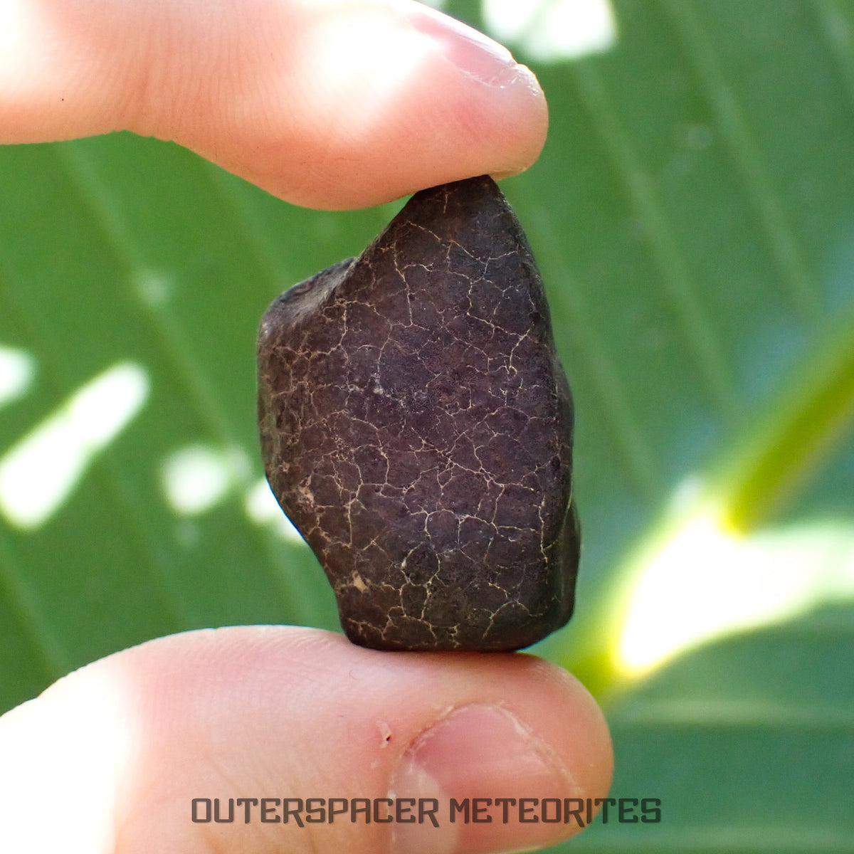 Hammadah al Hamra 346 (aka. Ghadamis) - L6 Ordinary Chondrite - Complete Individual - 19.75g - Libya