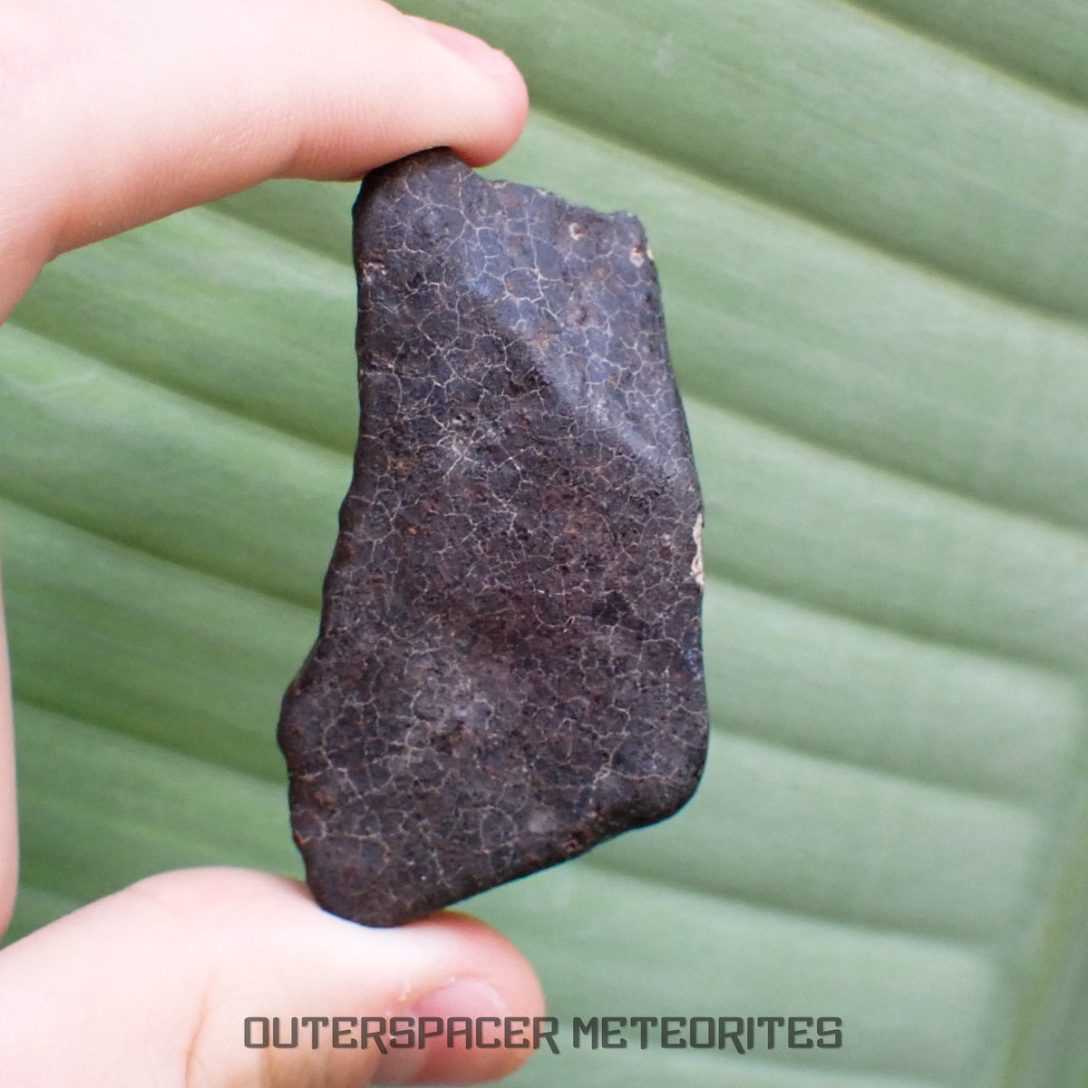 Hammadah al Hamra 346 (aka. Ghadamis) - L6 Ordinary Chondrite - Complete Individual - 67.55g - Libya