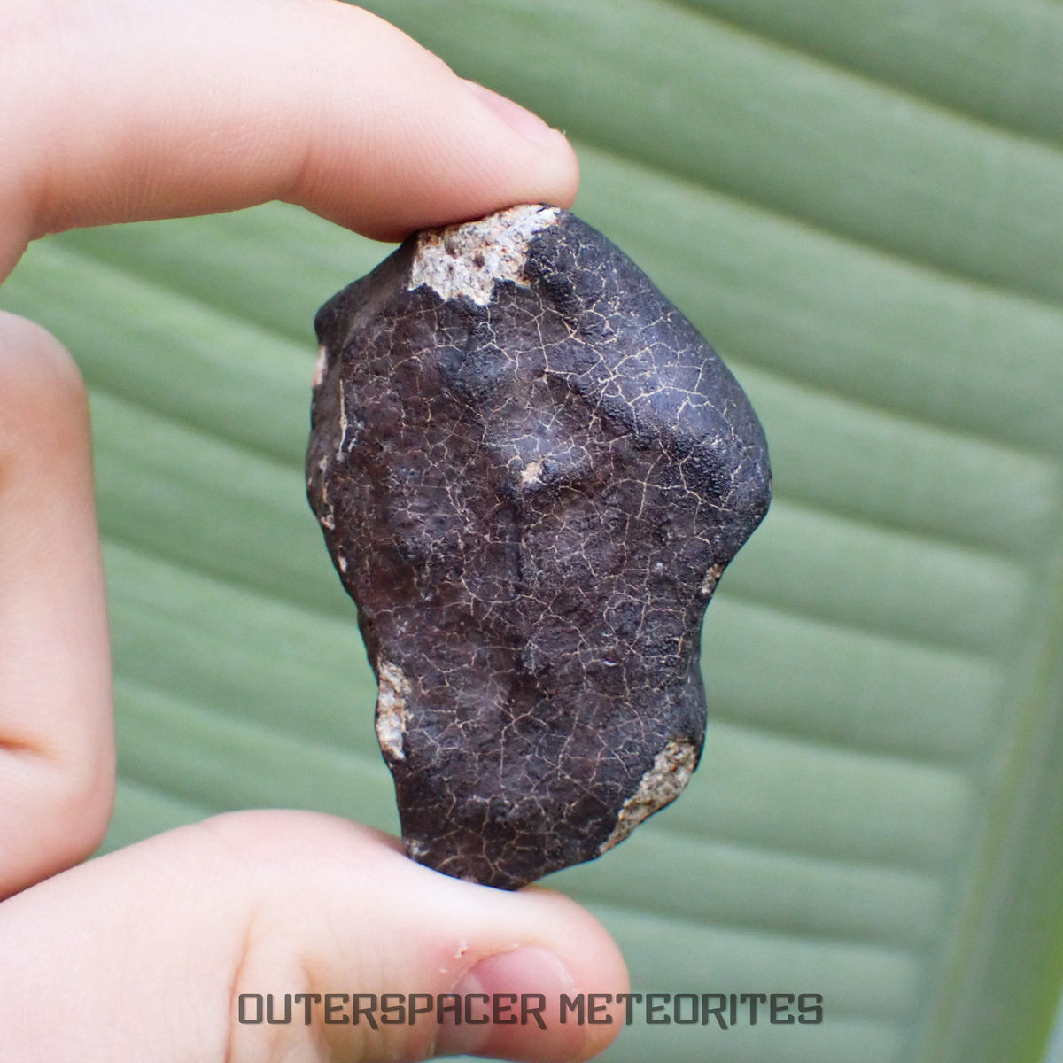 Hammadah al Hamra 346 (aka. Ghadamis) - L6 Ordinary Chondrite - Complete Individual - 83.2g - Libya