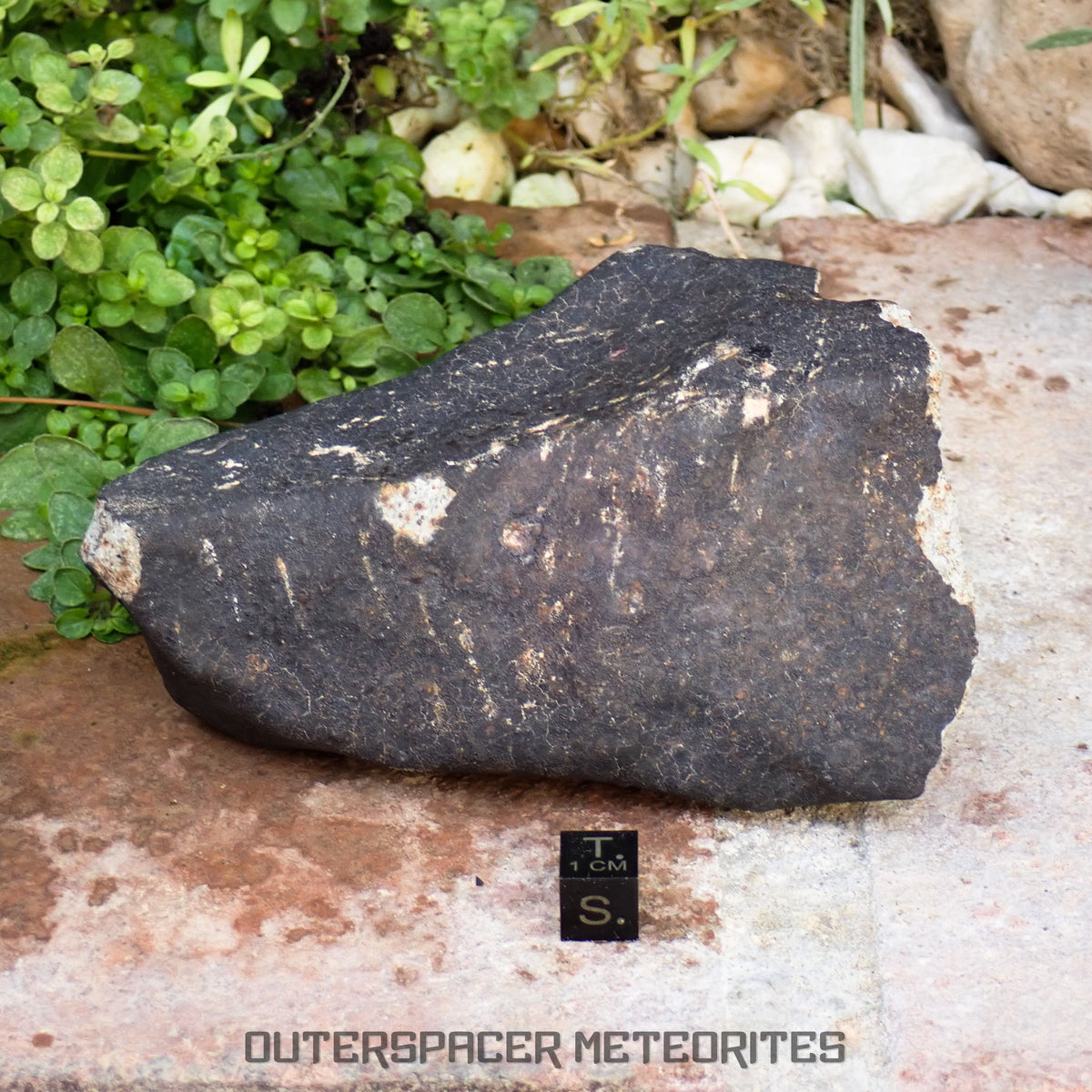 Hammadah al Hamra 346 (aka. Ghadamis) - L6 Ordinary Chondrite 561g