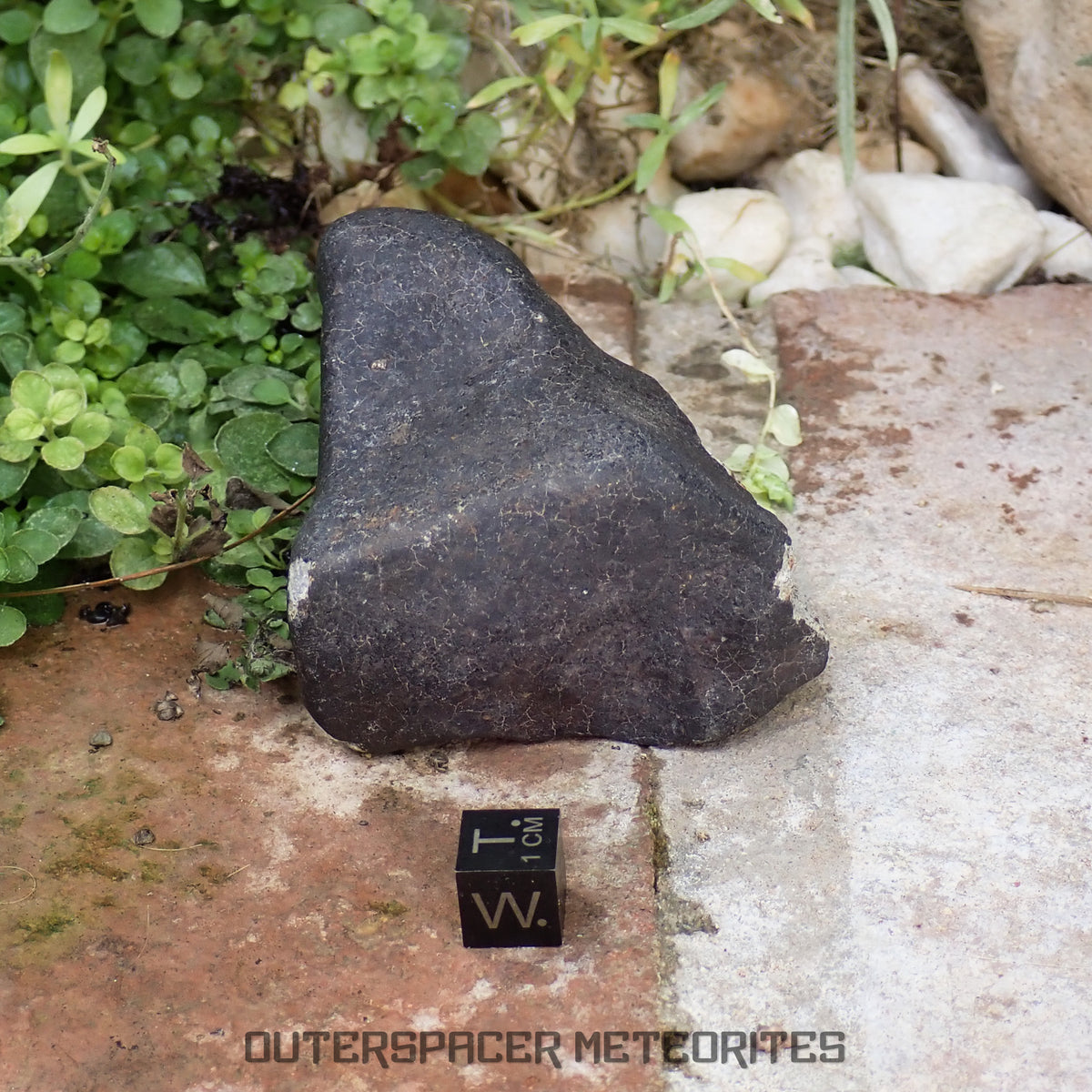 Hammadah al Hamra 346 (aka. Ghadamis) - L6 Ordinary Chondrite 245g
