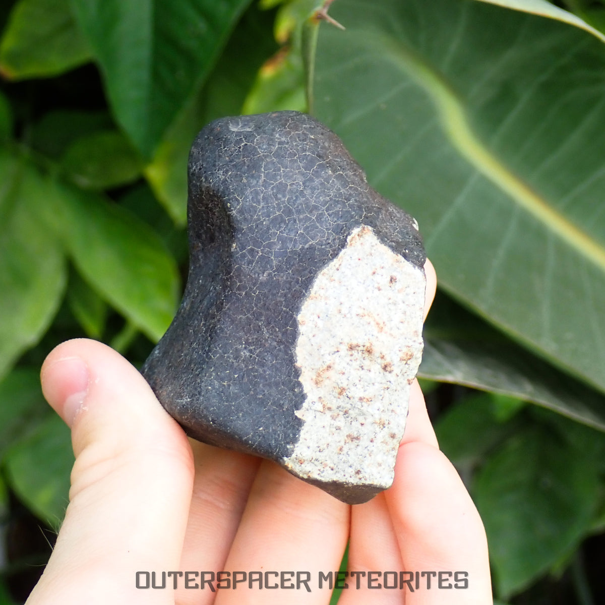 Hammadah al Hamra 346 (aka. Ghadamis) - L6 Ordinary Chondrite 245g