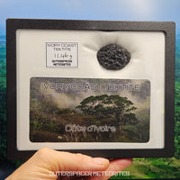 Tectite de Côte d'Ivoire (Ivoire) - Individu complet - 8,1g - Côte d'Ivoire