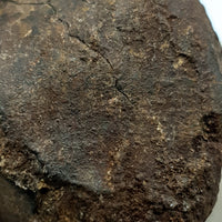 NWA*** (Sin clasificar) - Condrita ordinaria - Individuo completo - 178,5g - África del Noroeste