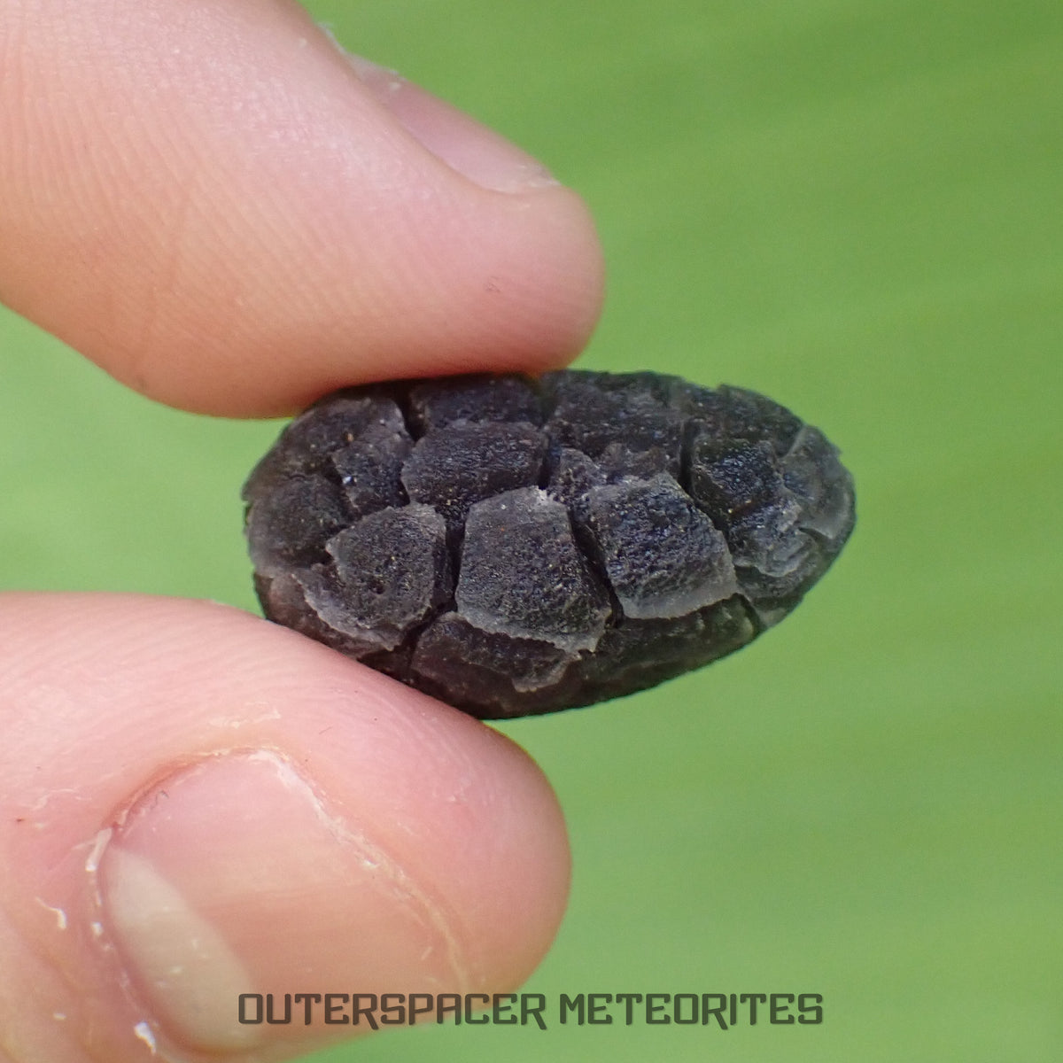 Hérisson des Carpates - Obsidienne - Individu complet - Slovaquie