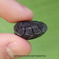 Hérisson des Carpates - Obsidienne - Individu complet - Slovaquie