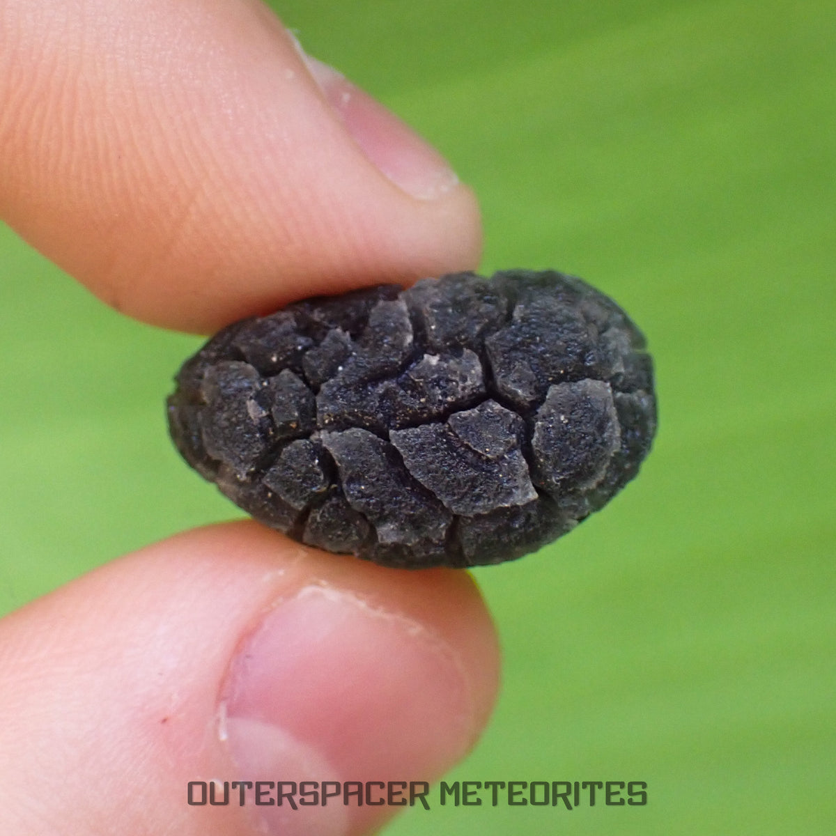 Hérisson des Carpates - Obsidienne - Individu complet - Slovaquie