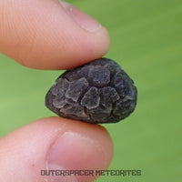 Hérisson des Carpates - Obsidienne - Individu complet - Slovaquie