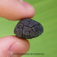 Hérisson des Carpates - Obsidienne - Individu complet - Slovaquie