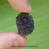 Hérisson des Carpates - Obsidienne - Individu complet - Slovaquie