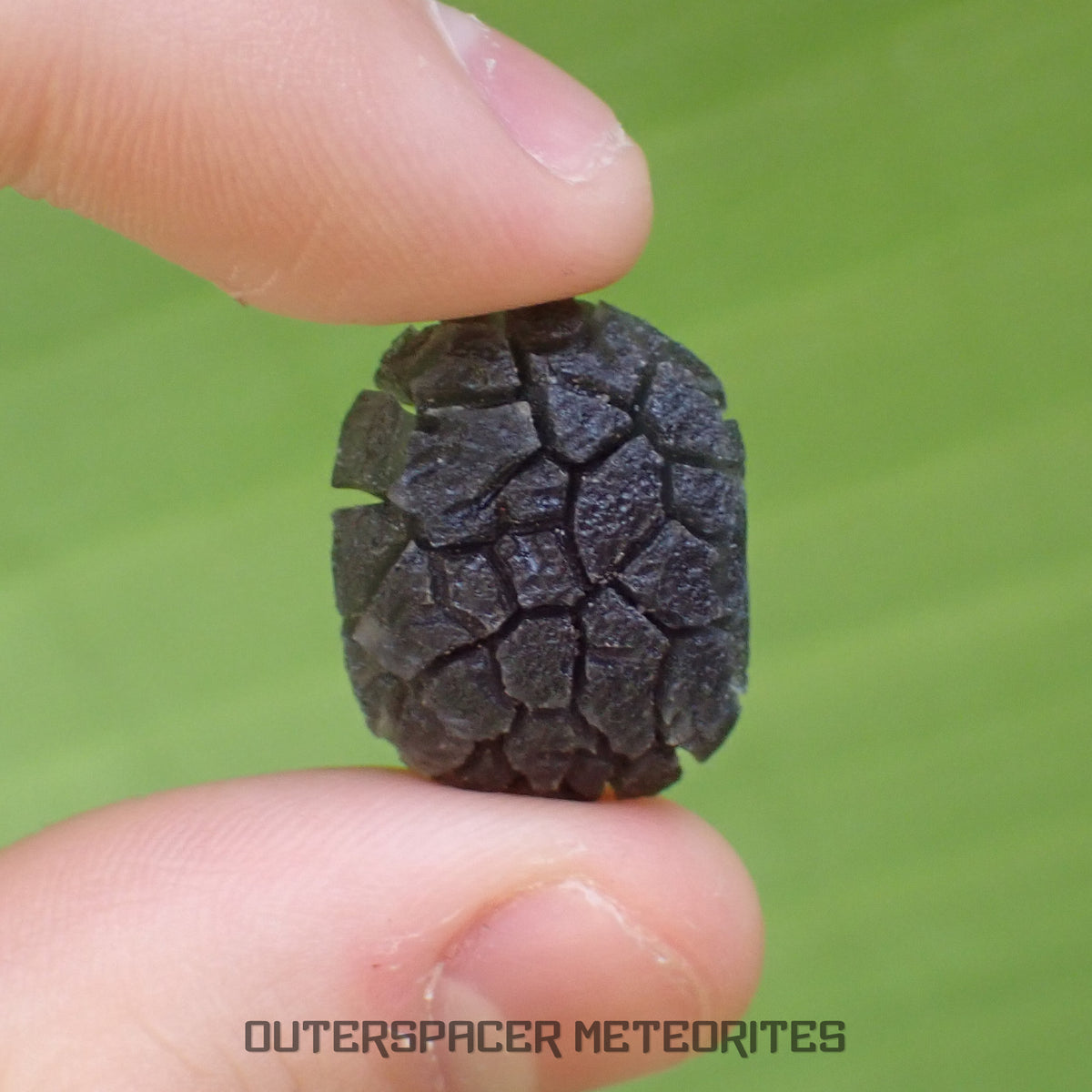 Hérisson des Carpates - Obsidienne - Individu complet - Slovaquie