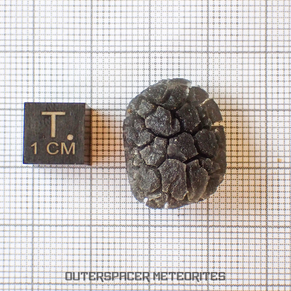 Hérisson des Carpates - Obsidienne - Individu complet - Slovaquie