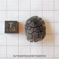 Hérisson des Carpates - Obsidienne - Individu complet - Slovaquie
