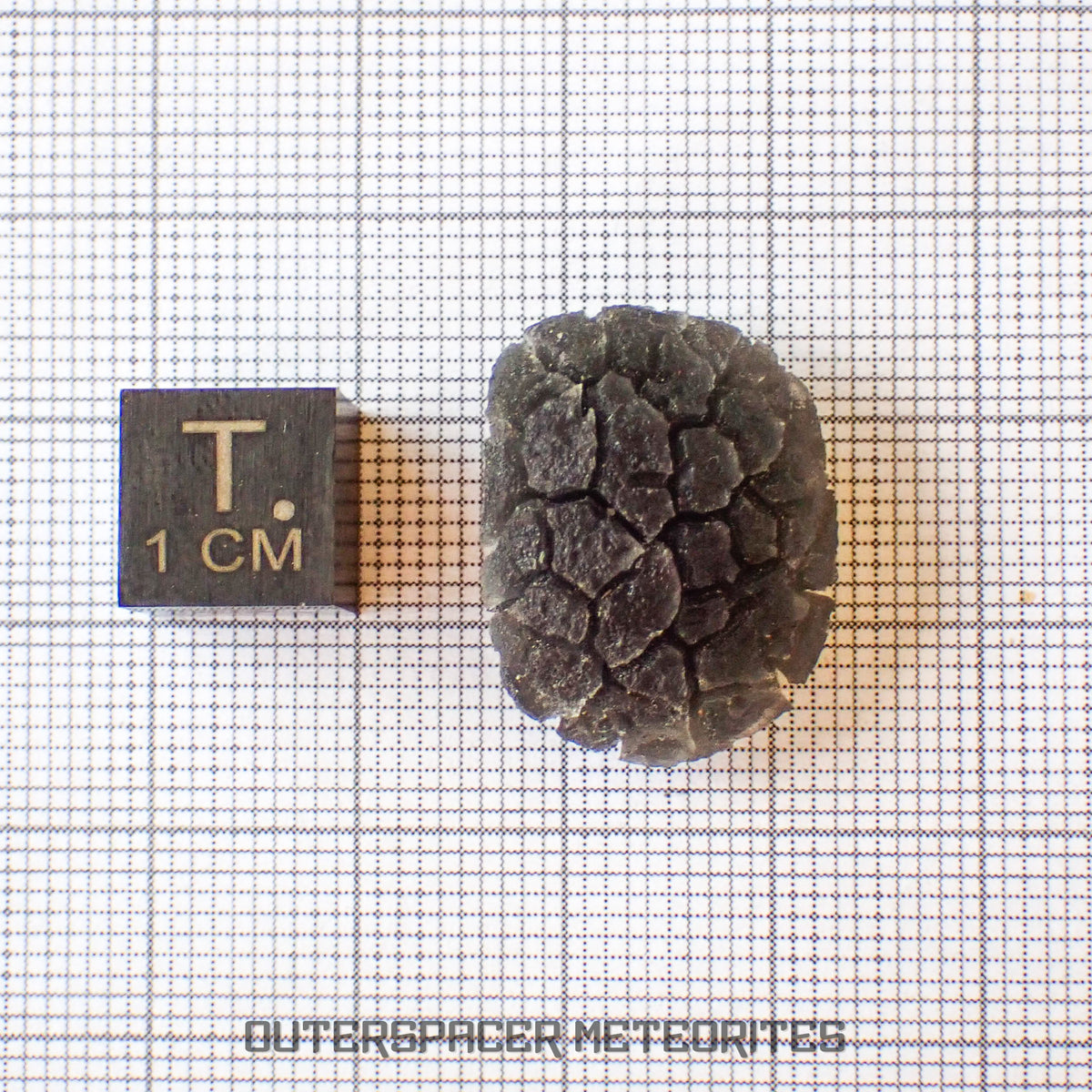 Hérisson des Carpates - Obsidienne - Individu complet - Slovaquie