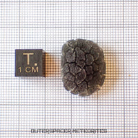 Hérisson des Carpates - Obsidienne - Individu complet - Slovaquie