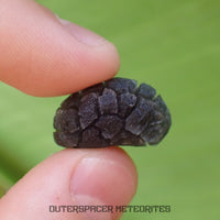 « Hérisson » des Carpates – Obsidienne – Individu complet – Slovaquie