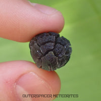 « Hérisson » des Carpates – Obsidienne – Individu complet – Slovaquie