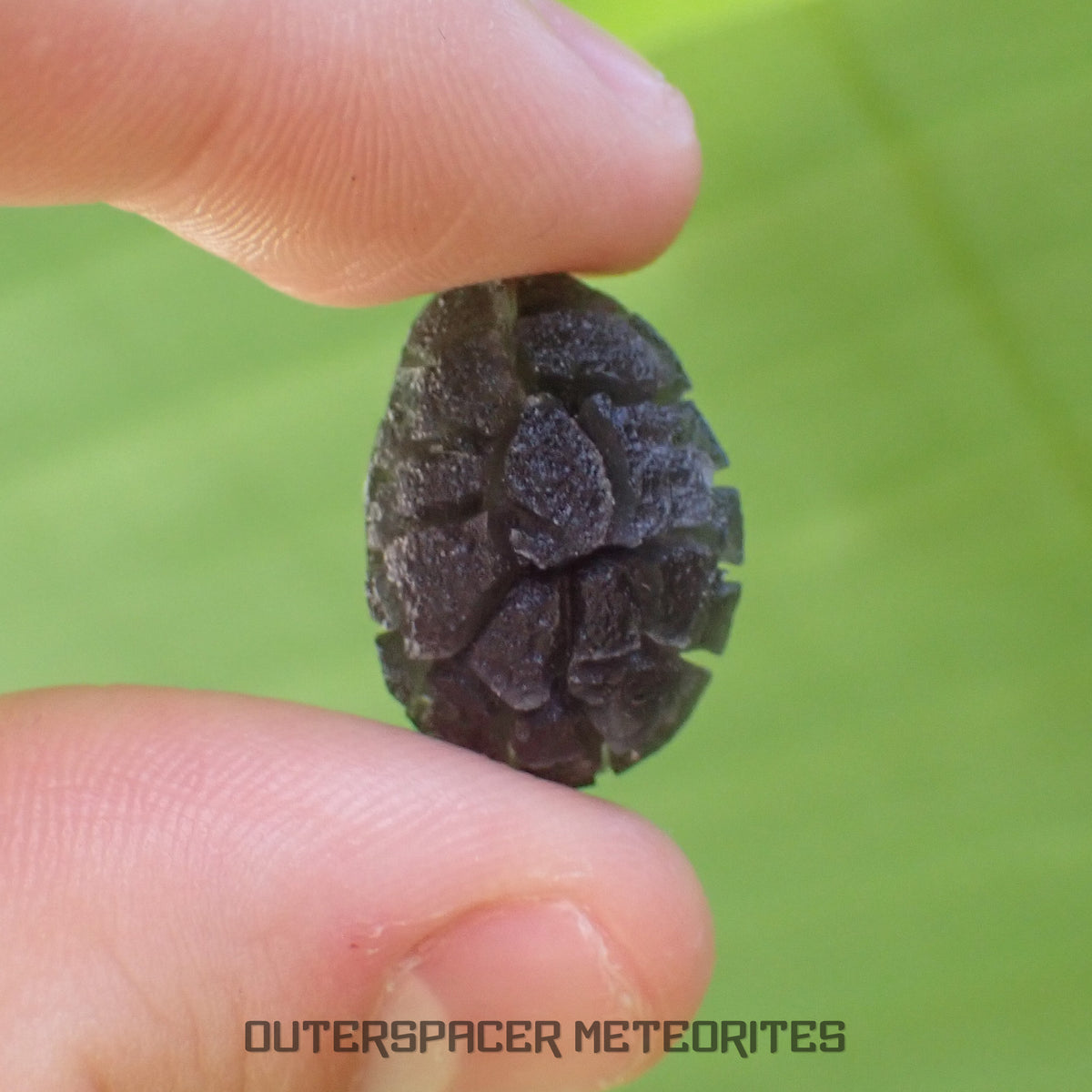 « Hérisson » des Carpates – Obsidienne – Individu complet – Slovaquie
