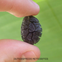« Hérisson » des Carpates – Obsidienne – Individu complet – Slovaquie