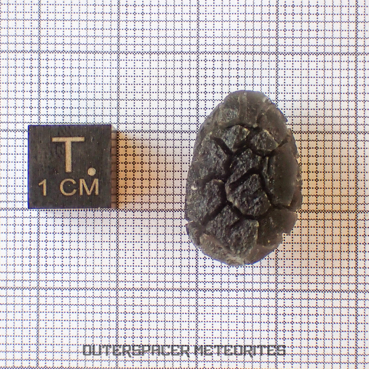 « Hérisson » des Carpates – Obsidienne – Individu complet – Slovaquie