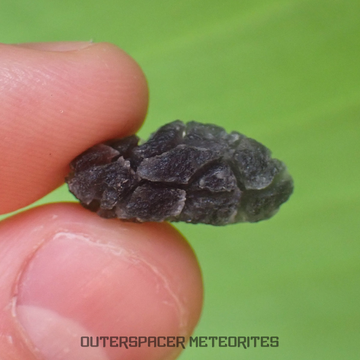 «Hérisson» des Carpates - Obsidienne - Individu complet - Slovaquie