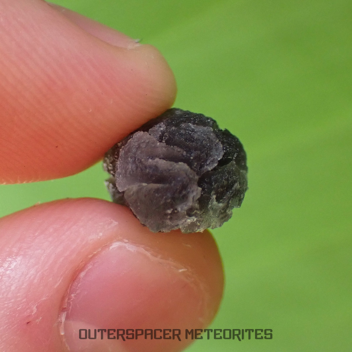 «Hérisson» des Carpates - Obsidienne - Individu complet - Slovaquie