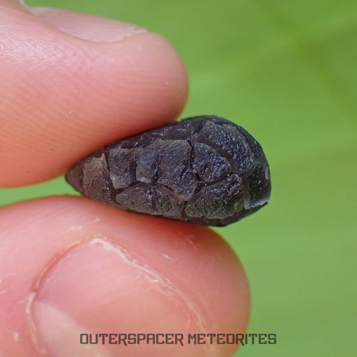 « Hérisson » des Carpates – Obsidienne – Individu complet – Slovaquie