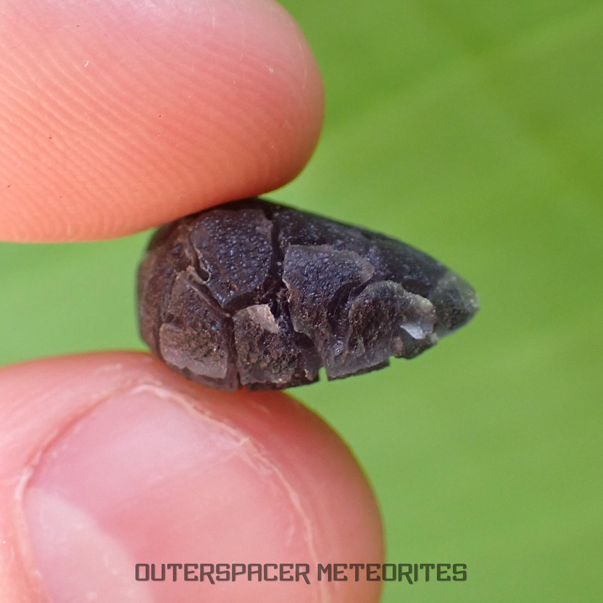 « Hérisson » des Carpates – Obsidienne – Individu complet – Slovaquie