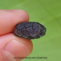 « Hérisson » des Carpates – Obsidienne – Individu complet – Slovaquie